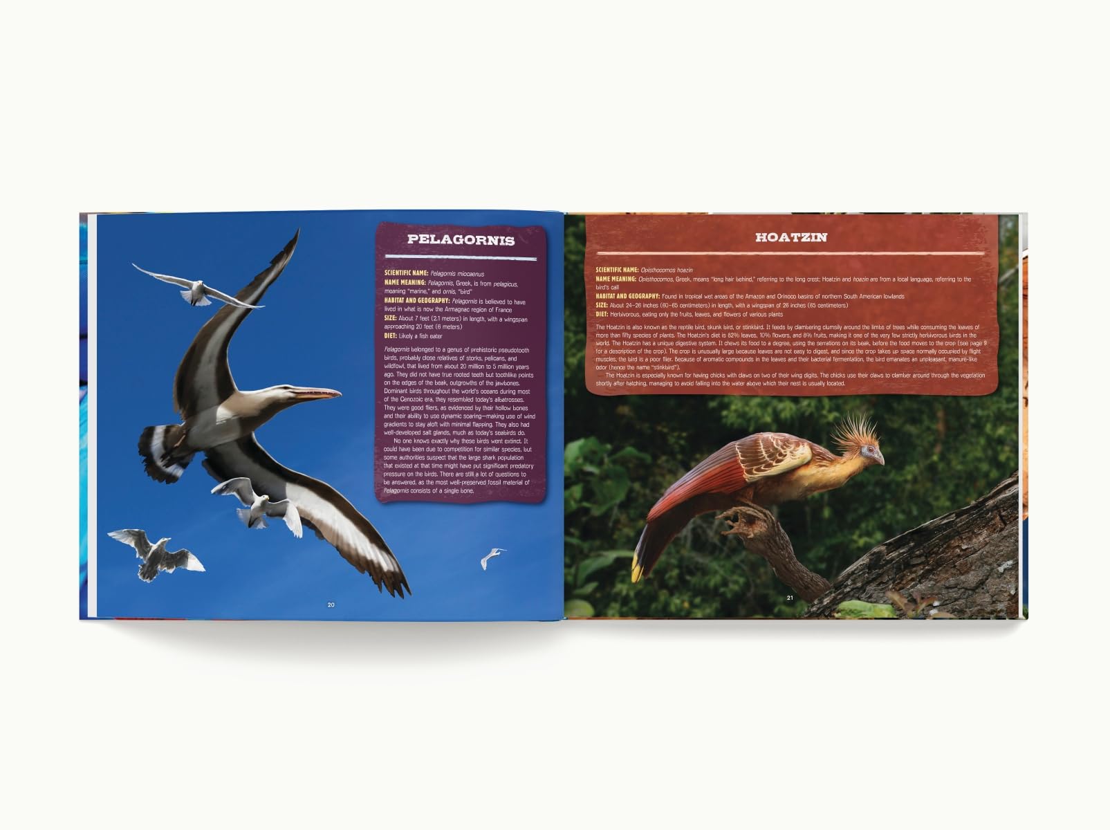 Discovering Birds: The Ultimate Handbook to the Birds of the World - Image 3