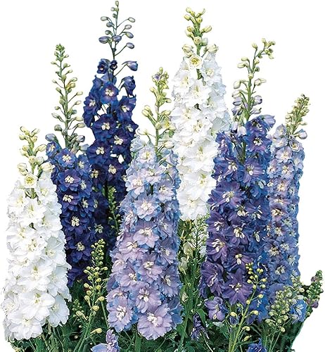 Burpee Fantasia Mixed Colors Semillas Delphinium 100 semillas