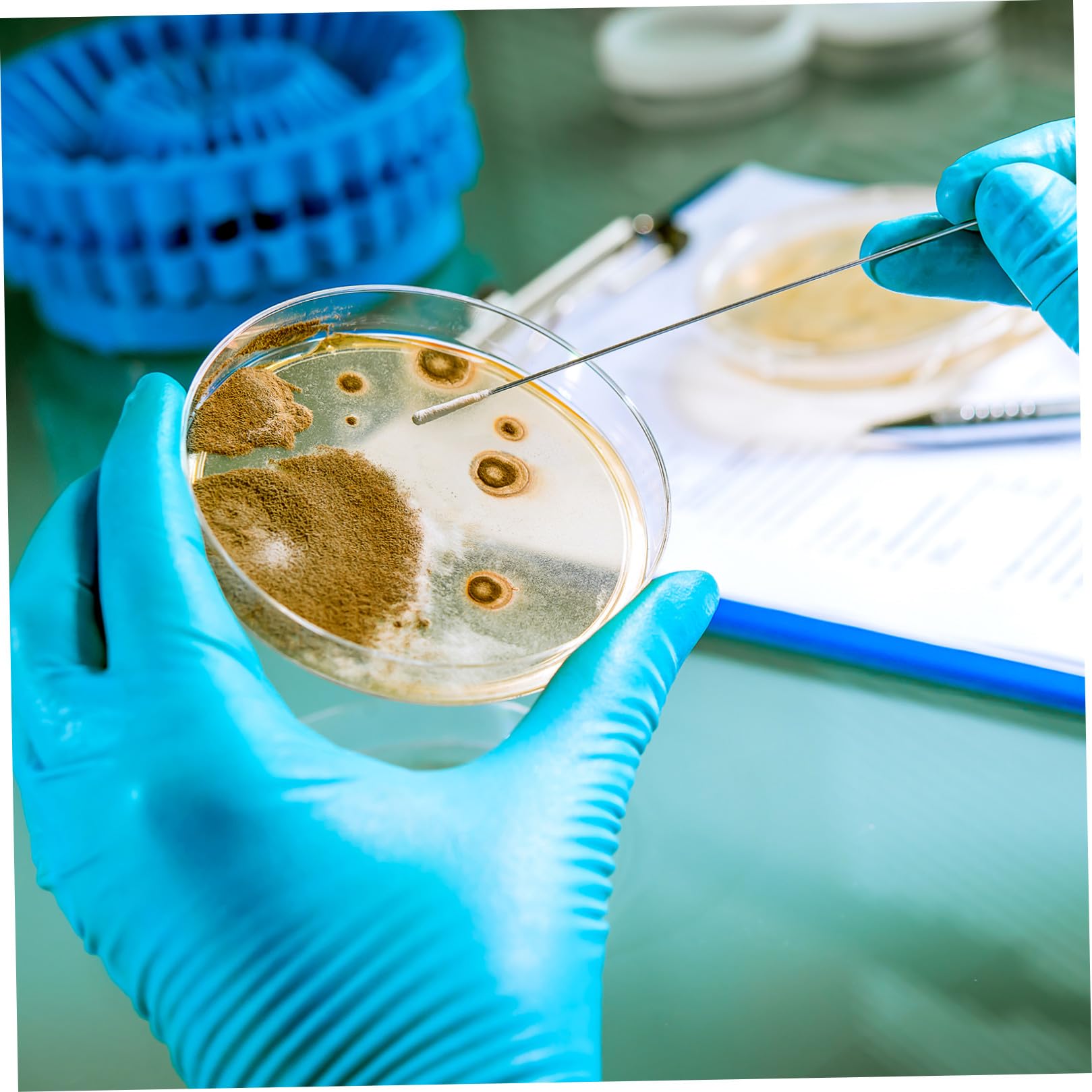 Placas de Agar Nutritivo 7cm, 10 Piezas, Cultivo Listo para Laboratorio | Suministros para Experimentos de Microbiología, Placa de Petri de Agar, Decoracion Colegio