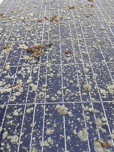 Miniscraper Triumph Plastic Razor Slide Blades, 6-Inch, 6 Pack Plastic Scraper Blades Fit 6 Inch Scrapers For Pre -Cleaning Surfaces #TOP3