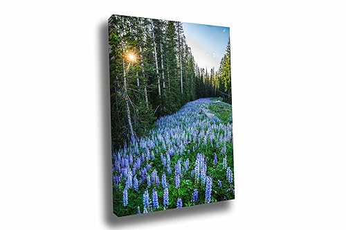 Rocky Mountain Canvas Wall Art (Ready to Hang) Vertical Gallery Wrap of Purple Lupine in Pine Tree Forest in Montana Wildflower Photography Nature