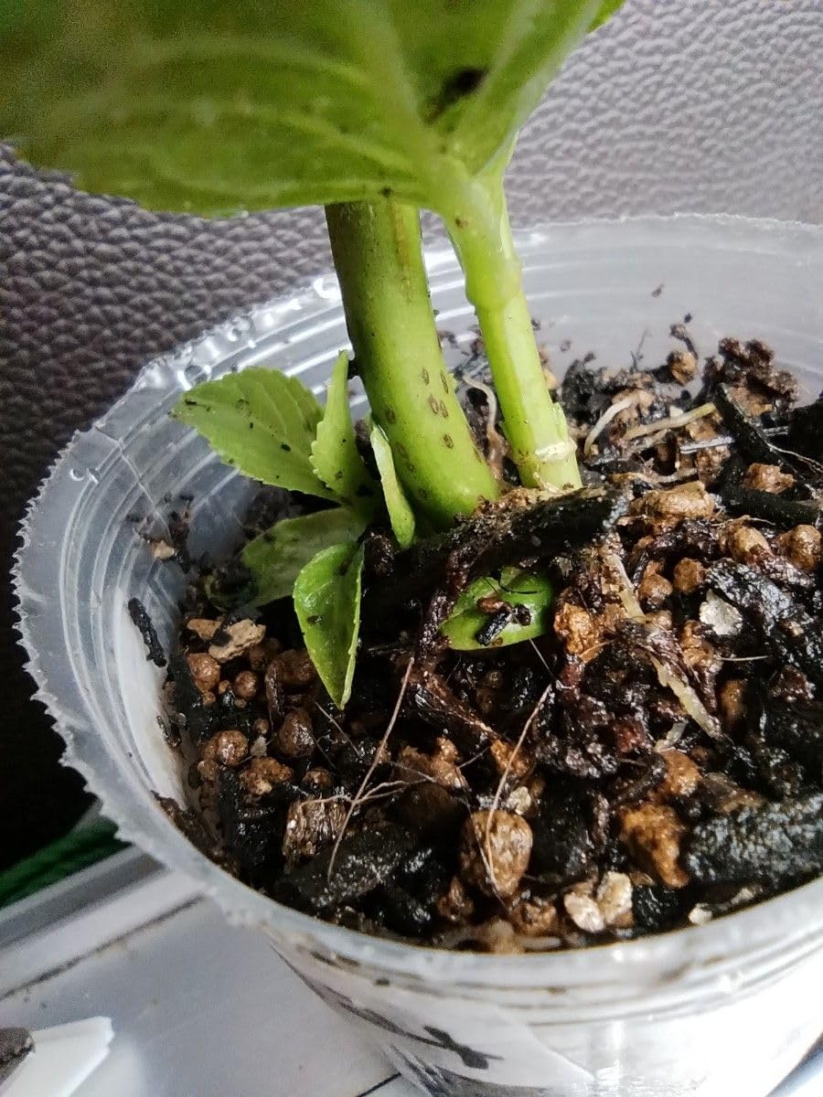 あじさい苗抜き苗 Amazon.co.jp: アジサイ 紫陽花 発根済み 発芽済み 抜き苗 来季用に