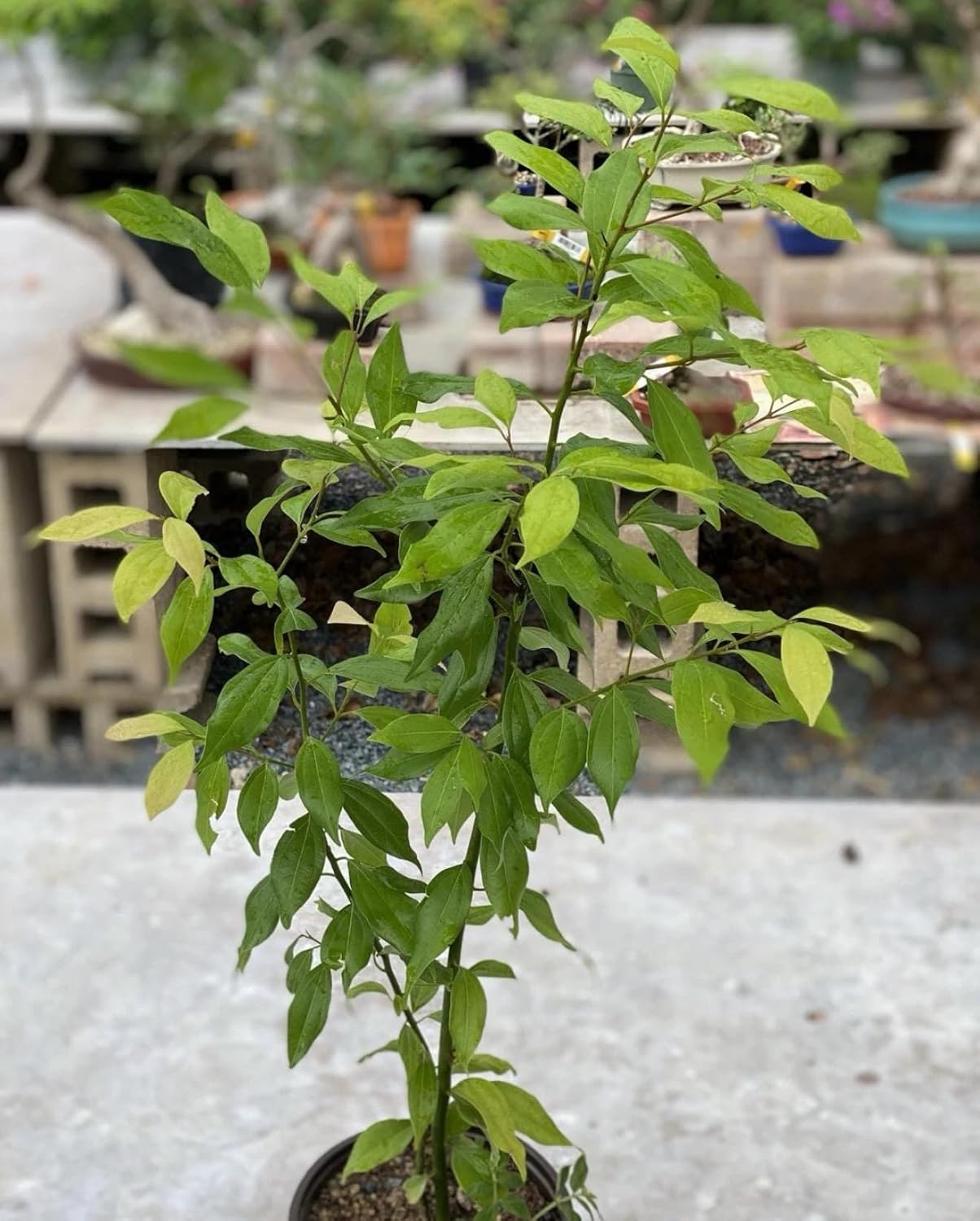 Big Cinnamon (Cinnamomum verum) Canela Live Tropical Tree (2-3ft) Plant