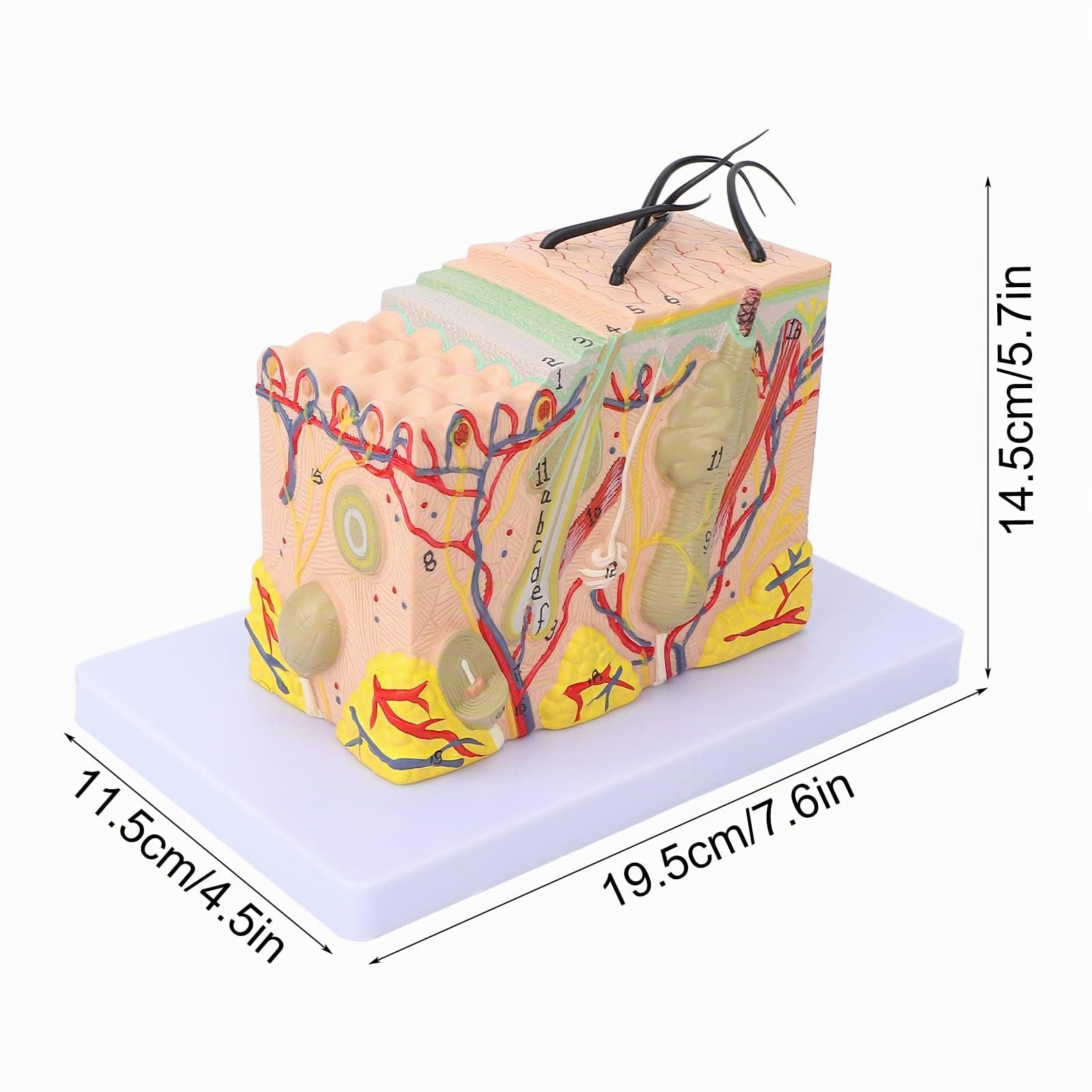 Modello di Pelle, Struttura della Pelle Umana Ingrandita 35X Modello Anatomico Modello di Pelle Ingrandita 3D per Display di Studio in Aula di Scienze Modello Medico di Insegnamento