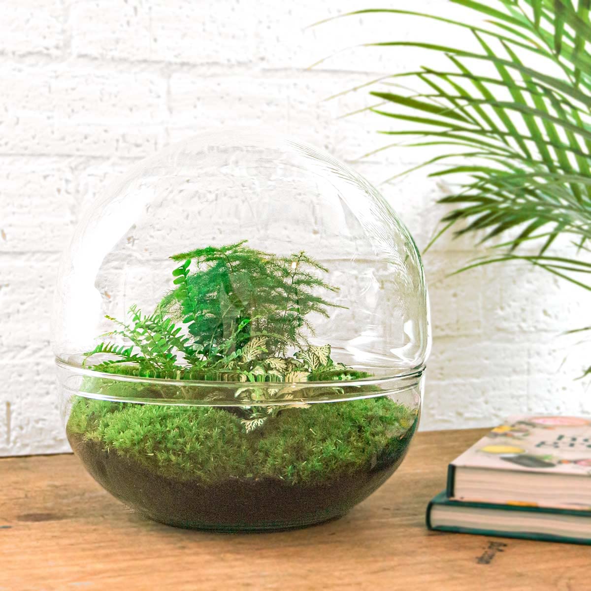 Terrarium do roślin • Drop XL Ficus żeń-szenia bonsai • plan ekosystemu • ↑ 37 cm – kompletny zestaw terrarium – terrarium roślin – miejski | terrarium + grabienie + łopatka + pęseta + nożyczki