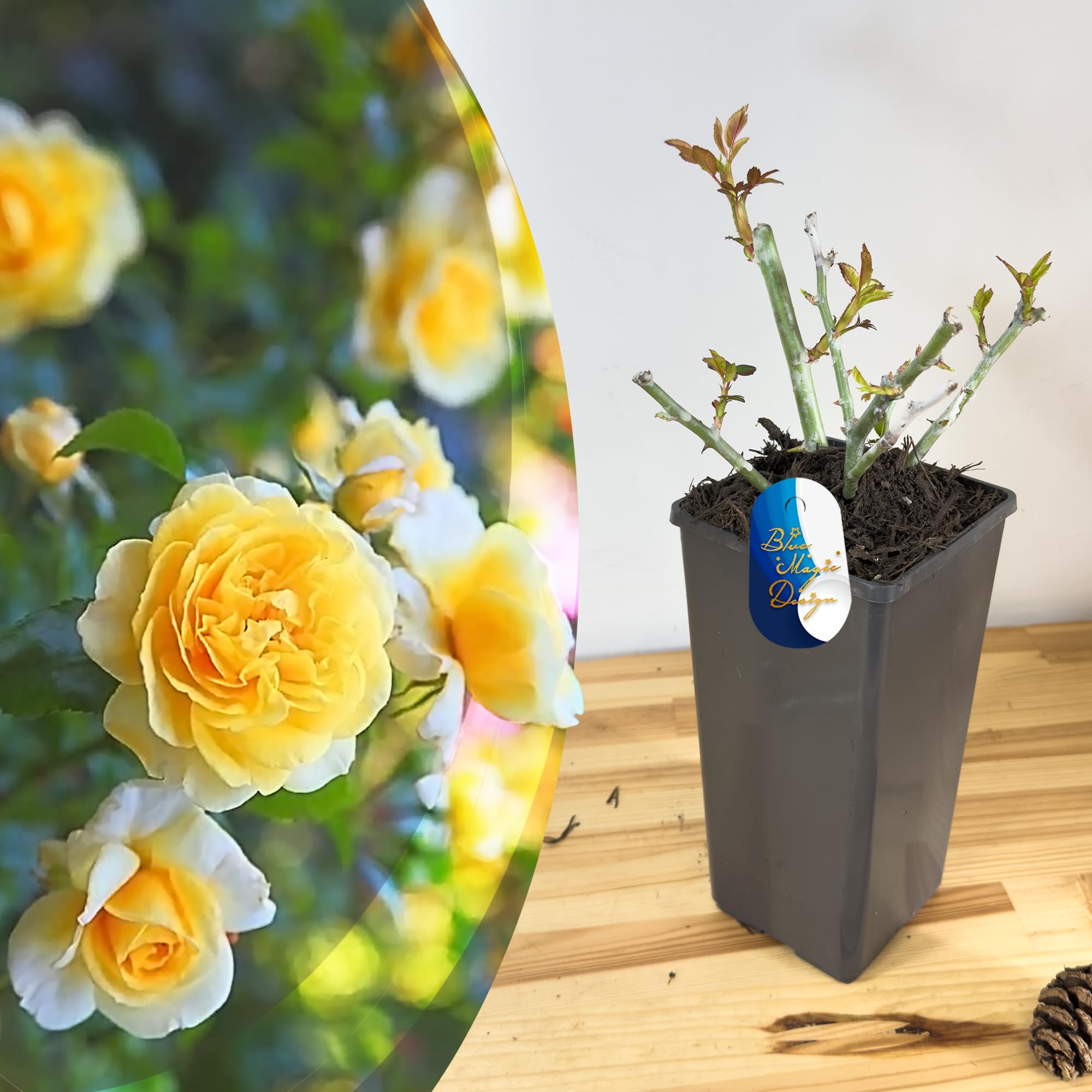 Mature Plant Goldfassade Yellow Climbing Rose in 2L Pot: Well-Developed Roots, Ideal for Garden Trellises, Border Walkways, and Vertical Garden Features
