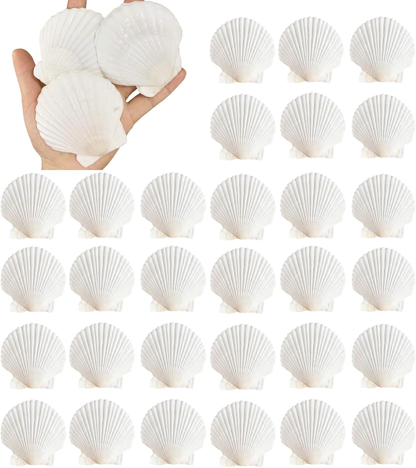 30PCS Natural Scallop Shells 2.3''-3'' White Sea Shells for DIY Craft Making, Hand Painting, Ocean Themed Party and Home Décor