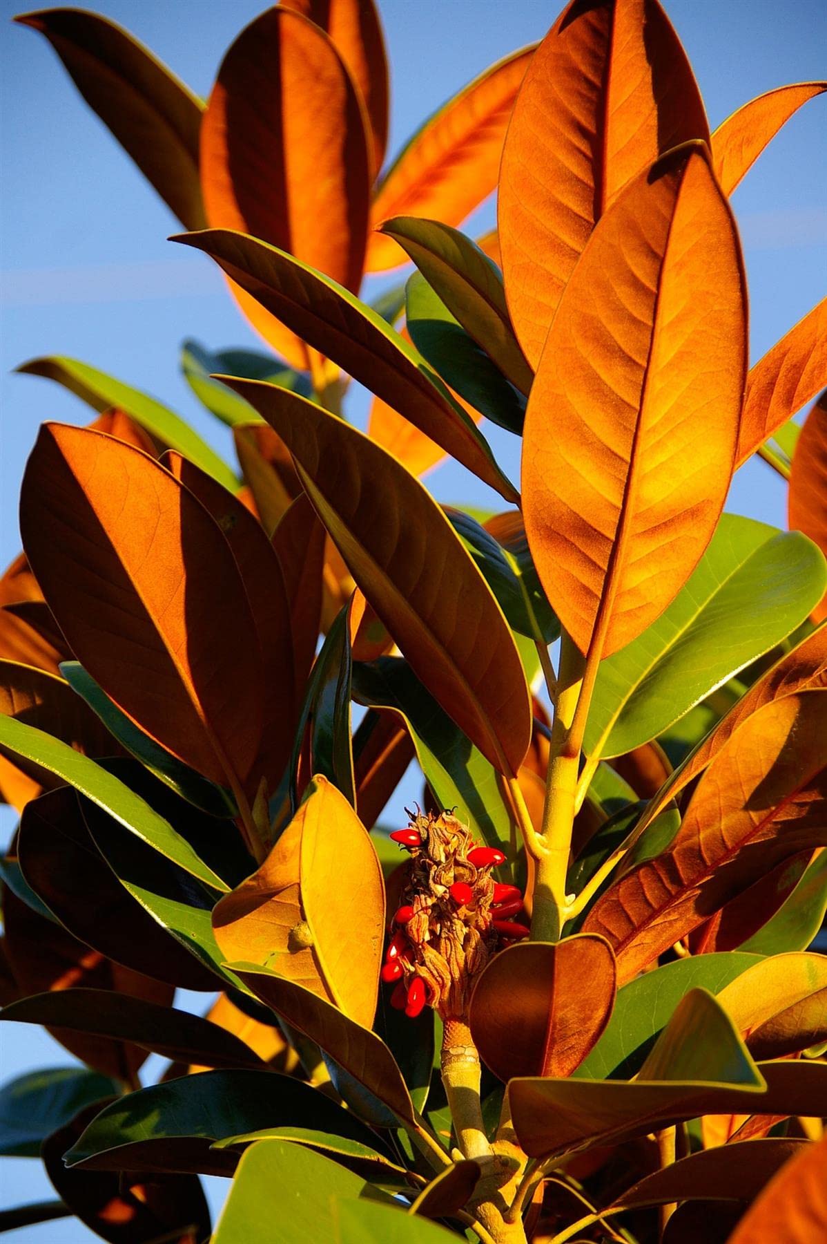 Direct Plants Magnolia Grandiflora The Evergreen Magnolia Tree Large 5ft Tall Supplied in a 7.5 Litre Pot