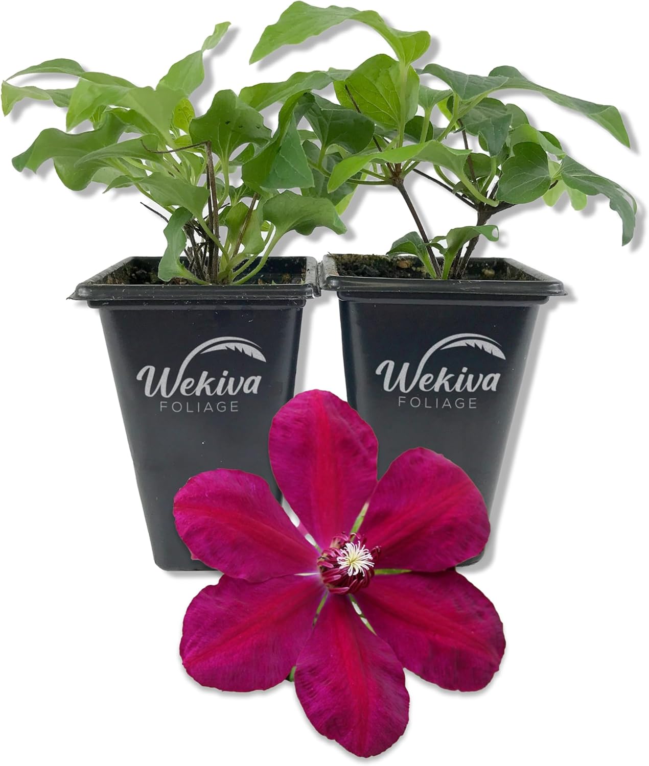 Clematis Westerplatte - 2 Live Starter Plants - Beautiful Velvety Red Burgundy Flowering Climbing Vine