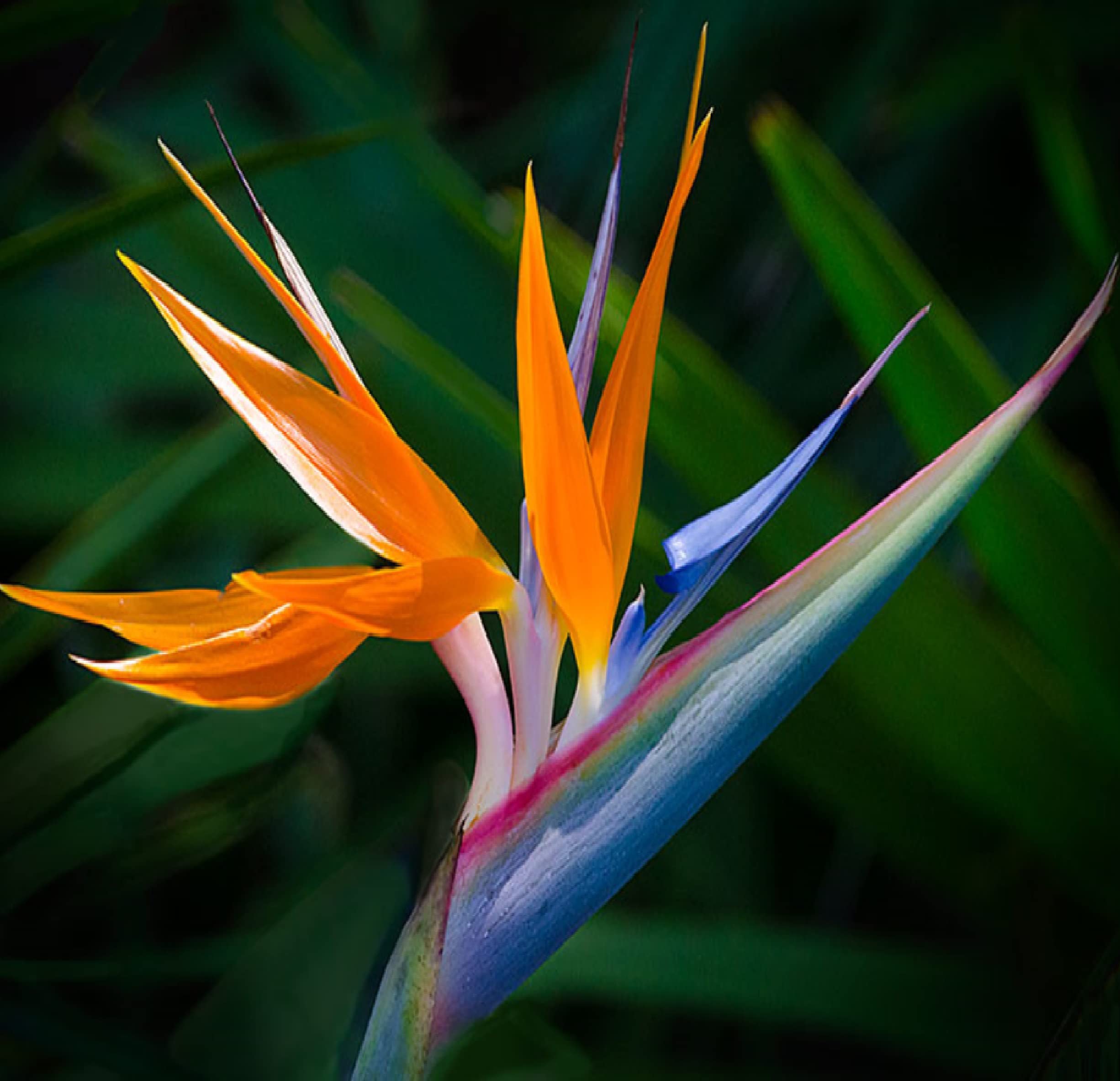 konyuji様　バラエンシス、パラディセア Amazon.com: HAWAIIAN ORANGE BIRD OF PARADISE SEEDS : 露臺
