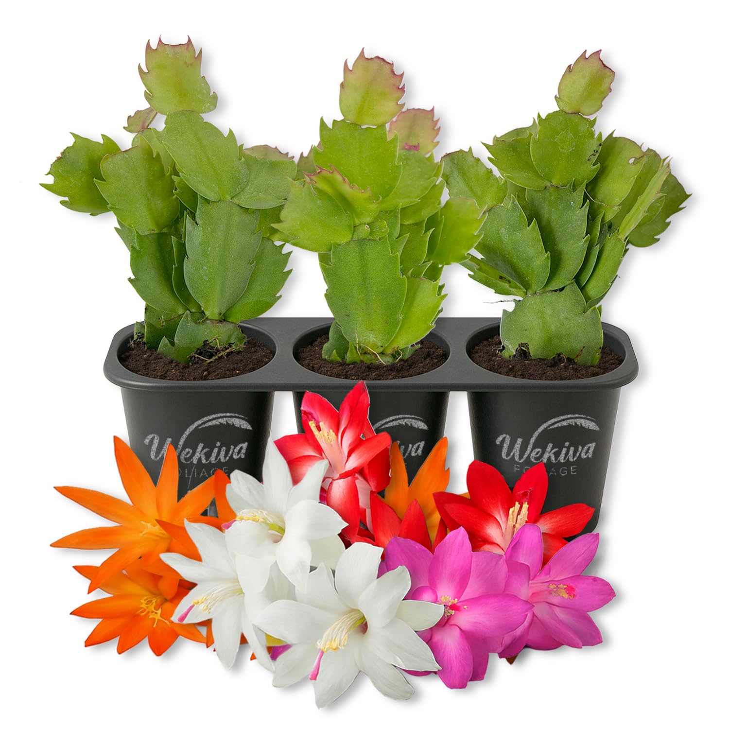Amazon.com : Christmas Cactus Variety 3pack - 3 Live Starter Plants - Schlumbergera  Bridgesii - Growers Choice Beautiful Colorful Tropical Indoor Succulent :  Patio, Lawn & Garden