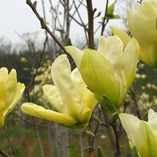 Amazon.es: Lonlier - Jardinería: Jardín