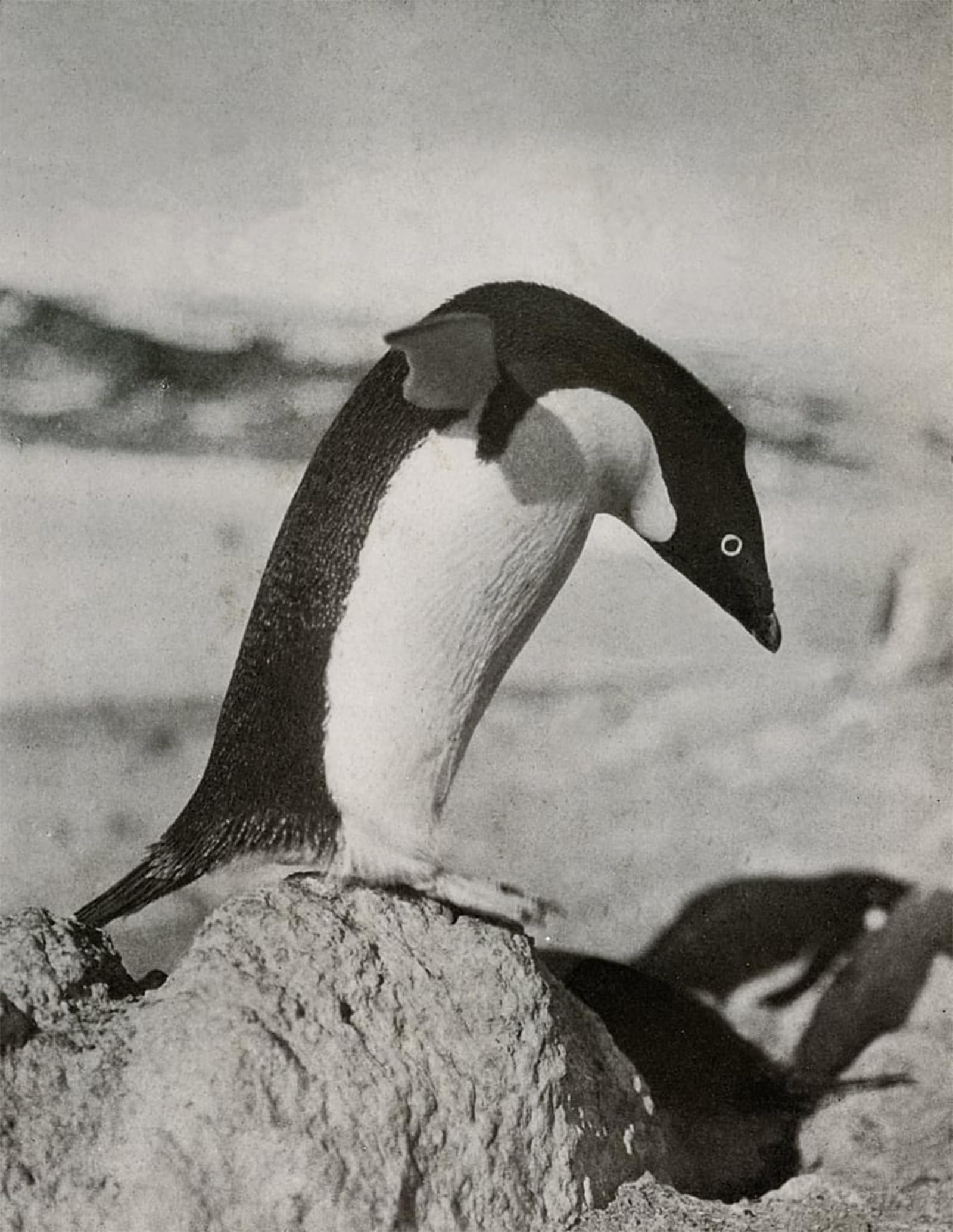 SERENDIPITP Retro Picture Poster Wall Art Pictures Painting an Adélie Penguin About to Dive by Herbert Ponting Wall Art Canvas Print for Wall Decor 60x90cm