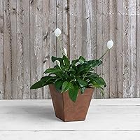 Vista 5 de Artstone 35129 Ella - Maceta cuadrada de 12 pulgadas, color óxido