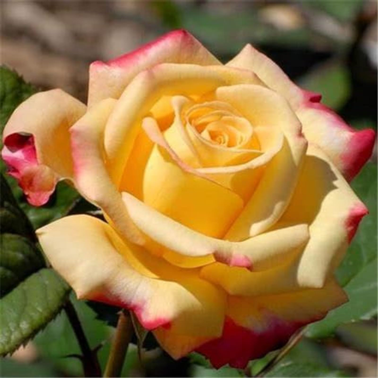 Gorgeous Rose Bulbs Mix UK,Flowering Rhizome,Good for Containers,Iridescent,Excellent Display,Perennial,Hardy,Balcony Garden Bulbs.-5bulbs- Yellow