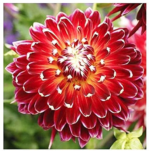 Akita Dahlia - 5 Gallon Size Bareroot Tuber Red -