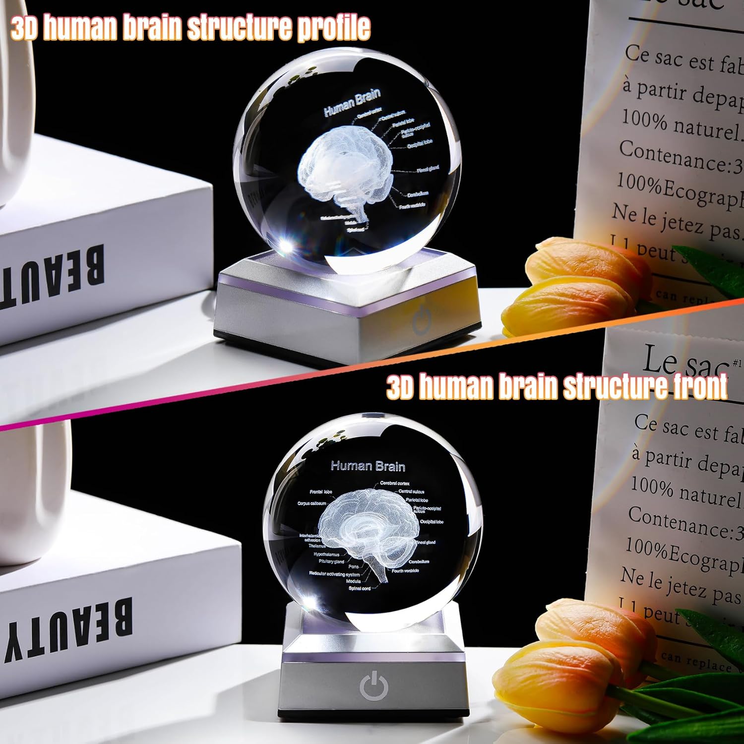 3D Human Brain 3.15 in. Crystal Ball Doctor Psychology Graduation Gifts for Him Her, Etched Anatomy Model Neurology with LED Light Base for Pharmacist Paramedic
