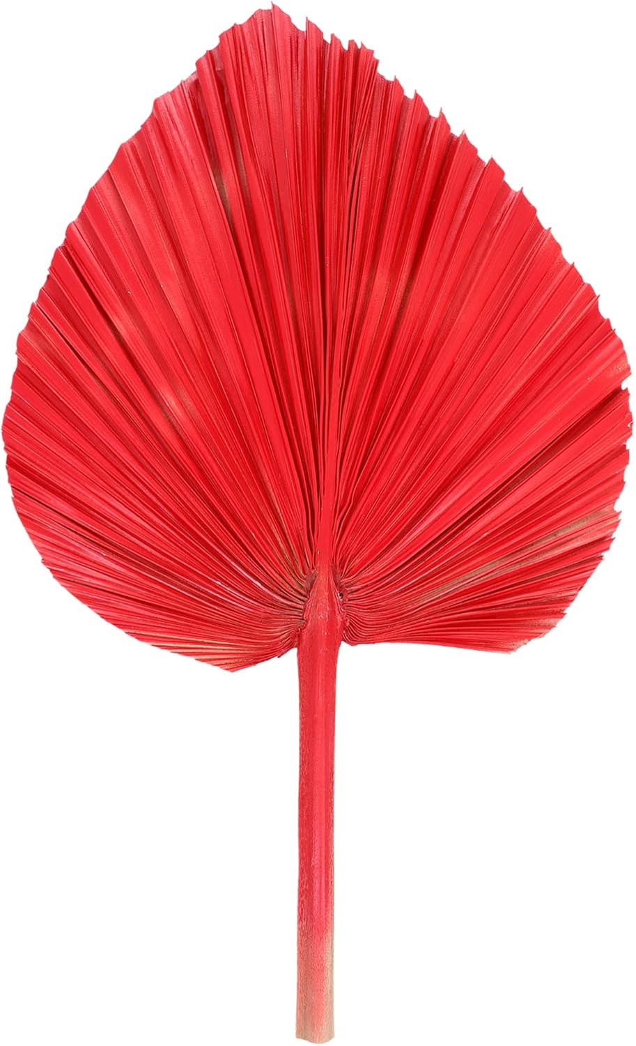 Milisten Dried Palm Leaves Dried Palm Fans Dried Palm