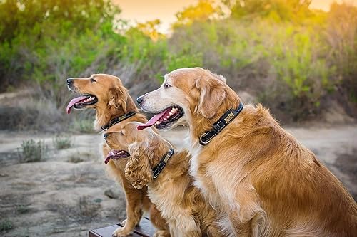 Miniatura 7 de Mighty Paw Collar para perro  Acolchado de neopreno  Reflectante para correr  Extra cómodo para perros activos  Collar de perro de calidad  Collar