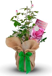 Rose Bush 'Happy 40th Birthday' - Gorgeous 40th Birthday Gift for A Loved Ones Birthday - Happy Birthday Rose Bush for The Garden