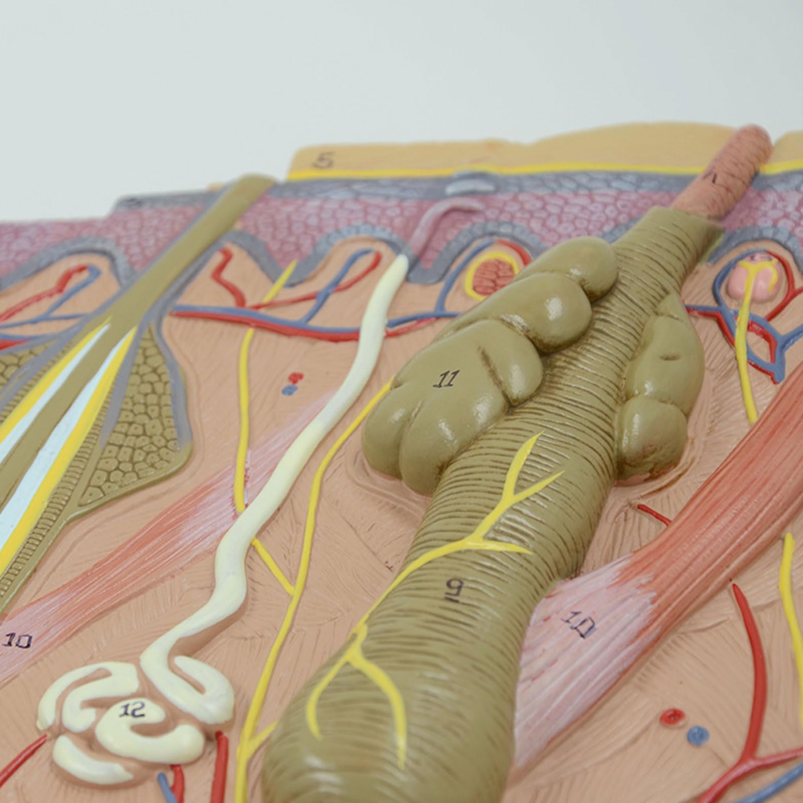BYERZ 50:1 Menschliche Haut Und Haarstruktur Vergrößerungsmodell Hautschichtstrukturmodell Hautstruktur Anatomie Querschnittsmodell