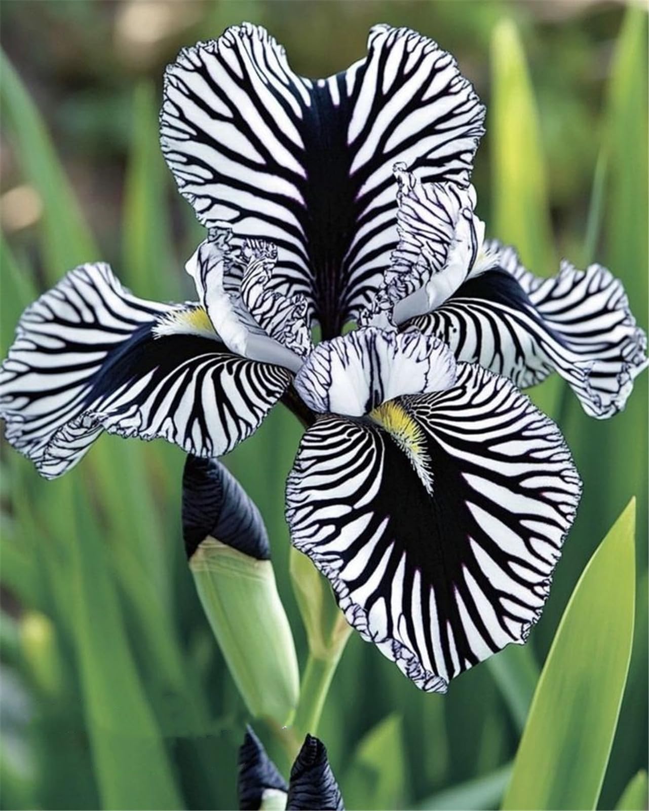 Elegant,Bearded Iris Bulbs Mix for Planting Now UK/Fragrant Large Bloom Iris Tubers,Winter‑Hardy Plants for UK Garden Borders,Perennial,Excellent Display,Garden Stakes.- 10Rhizome-G