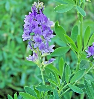 Alfalfa - Medicago Sativa Vegetable Seeds, Also Known as Alfalfa Sprouts Home Garden Planting by Heirloom Garden, 1000 Seeds