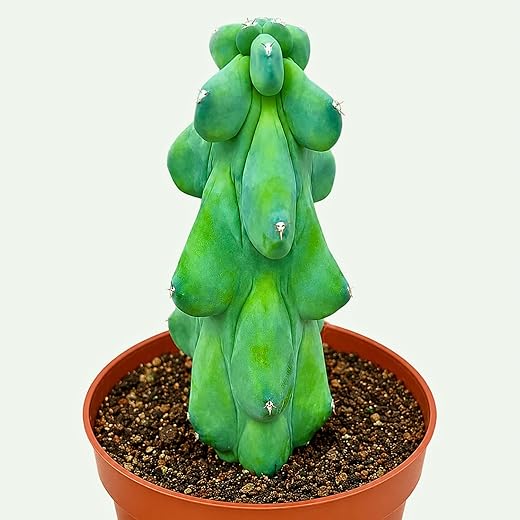 Boobie Cactus Live Plant - Myrtillocactus Geometrizans Fukurokuryuzinboku - 5-6 Inch Height, Unique Succulent Cactus for Indoor and Outdoor Home and Garden Decor, Low Maintenance and Drought-Tolerant