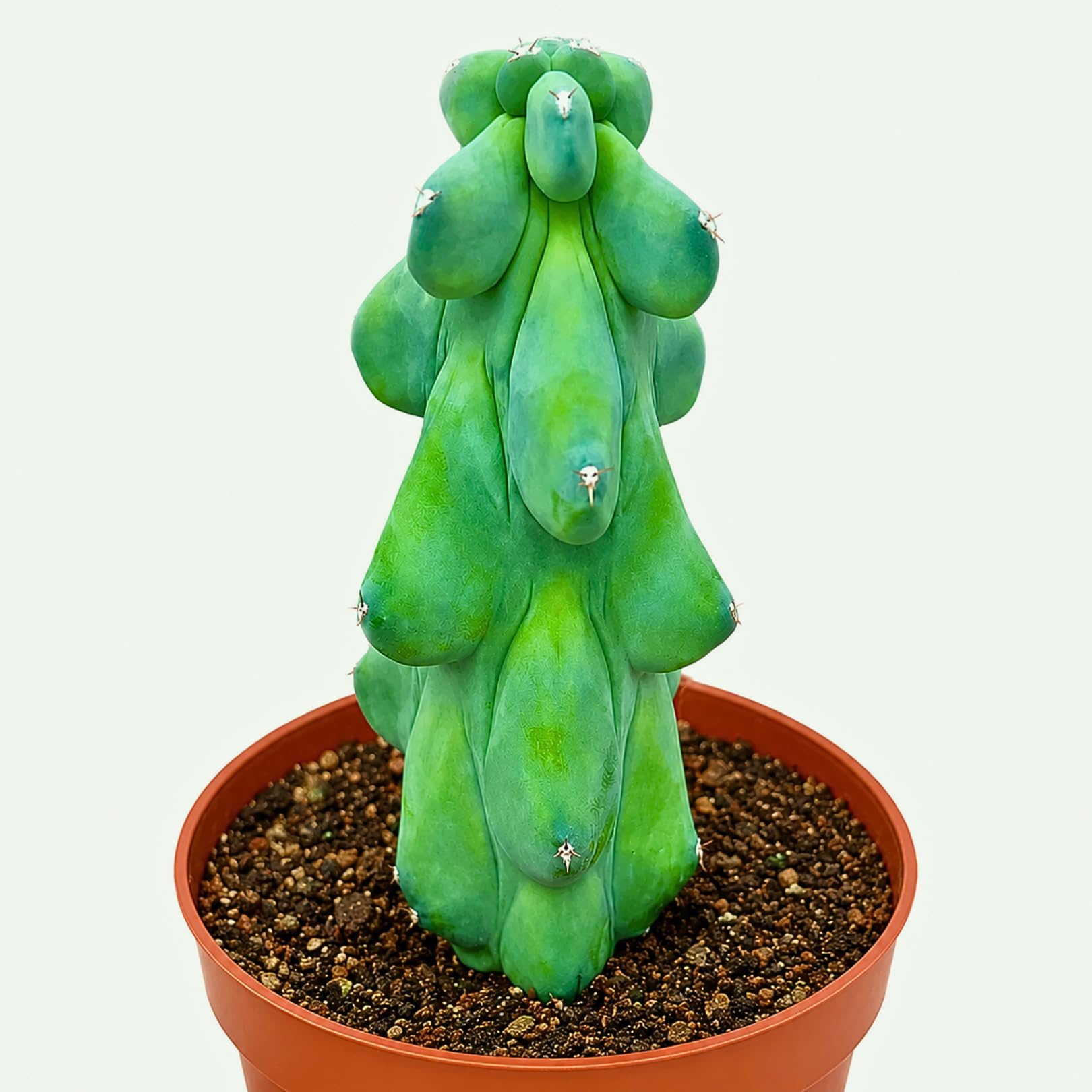 Boobie Cactus Live Plant