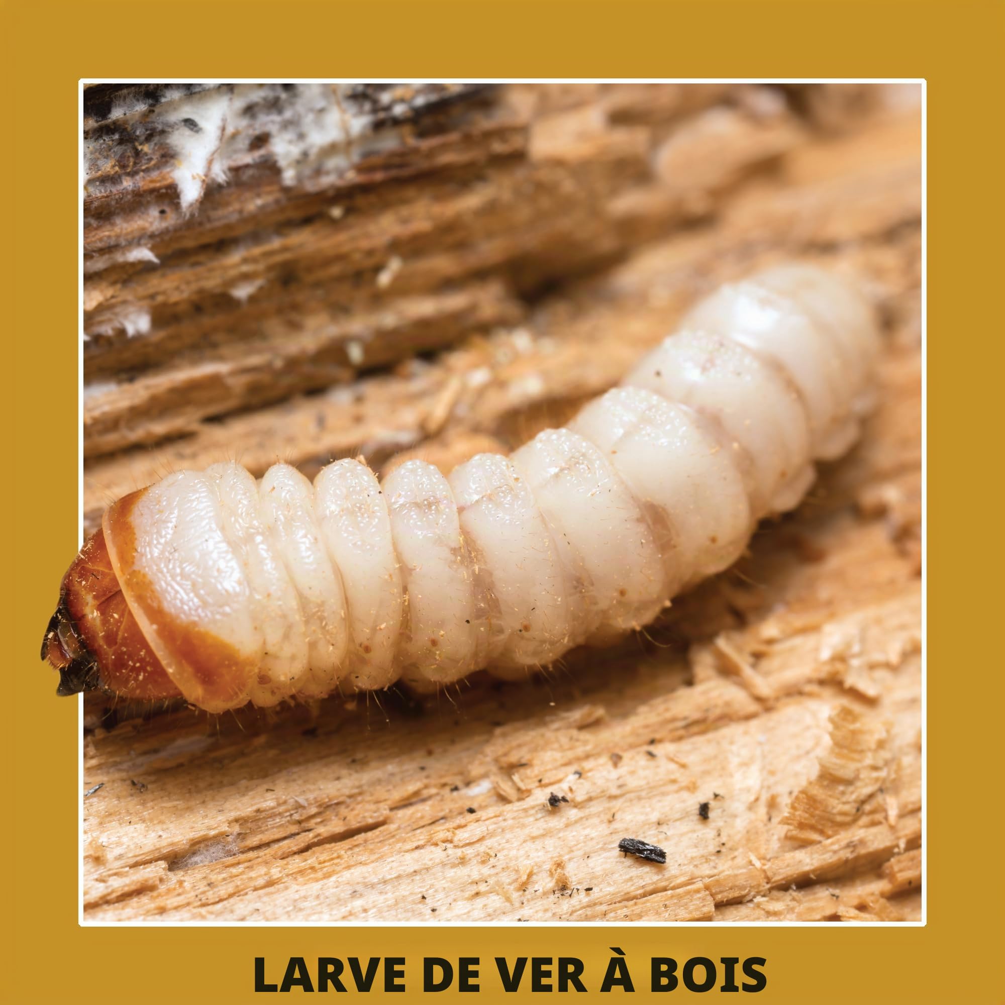 Soluguard Traitement Larves, Vers et Termites (5L) - Contre les Insectes Xylophages détruisant le Bois - Prêt à l'emploi et très Puissant