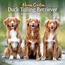 Carousel Calendars, Nova Scotia Duck Tolling Retriever 2027 Wall Calendar
