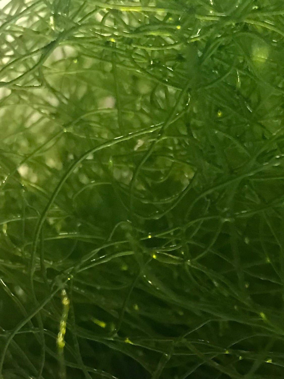 Chaetomorpha Chaeto Macro Algae 2 Cups - Reduces Nitrates & Phosphates, Feeds Fish & Corals, Marine Aquarium Refugium