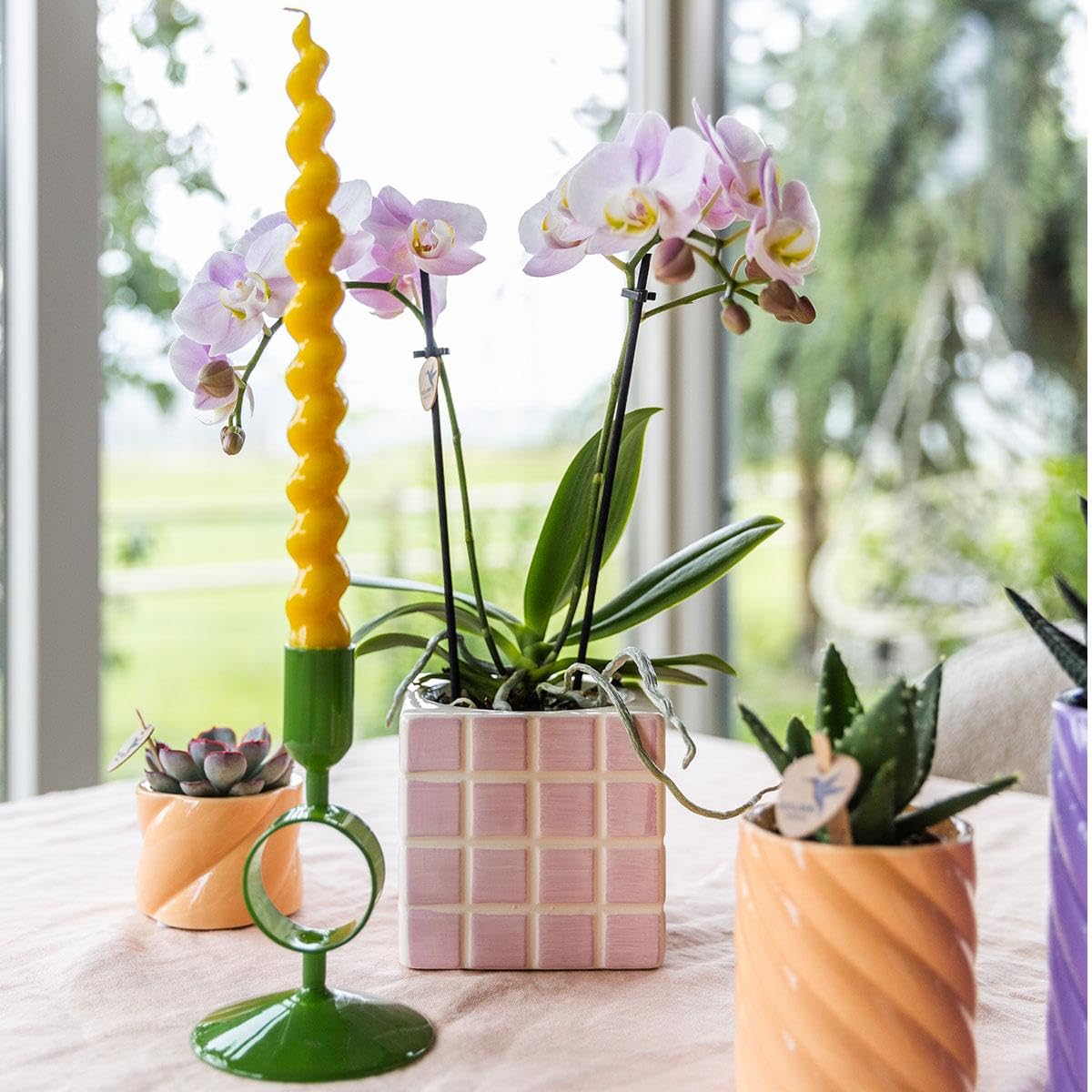 Kolibri Orchidées | orchidée phalaenopsis rose Portugal + Mosa pot décoratif rose - taille pot Ø9cm | plante d'intérieur fleurie - frais du cultivateur