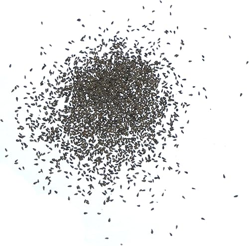 Miniatura 4 de Seed Needs Semillas de hierbas de ajenjo para plantar Artemisia Absinthium Paquete doble de 500 semillas cada una reliquia sin OMG y sin tratar