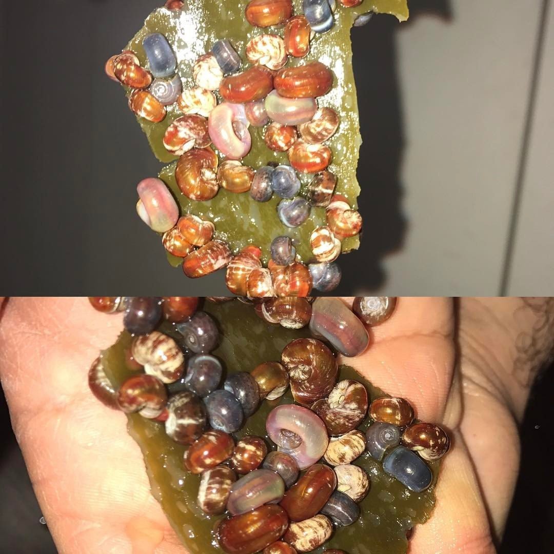 NH Alga Eplate for Aufwuchs Eater & Weekend Food for Catfish and Shrimp, Snails (Algae) – 5 x 7 cm