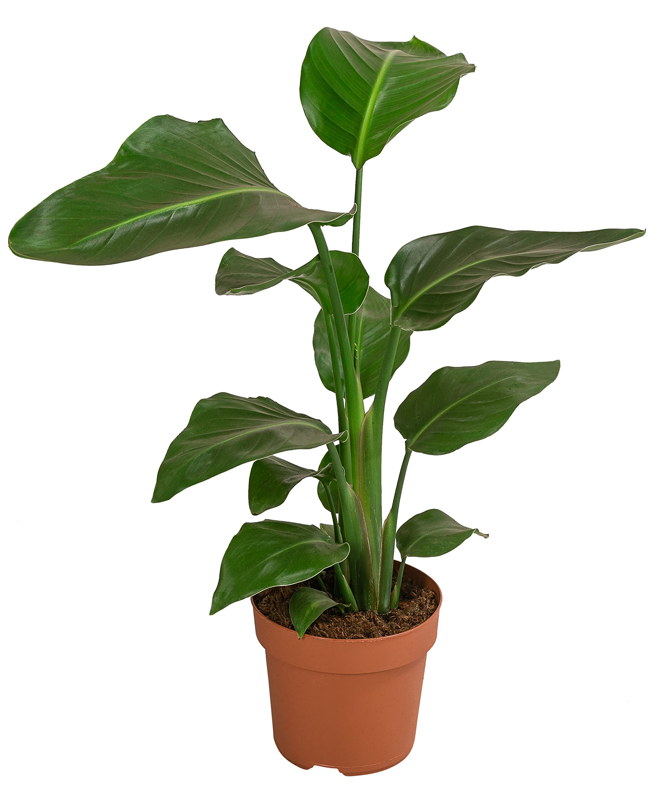 Dehner Baumstrelitzie Nicolai, groe grne Bltter, ca. 60 cm,  Topf 17  cm, Zimmerpflanze : Amazon.de: Garten