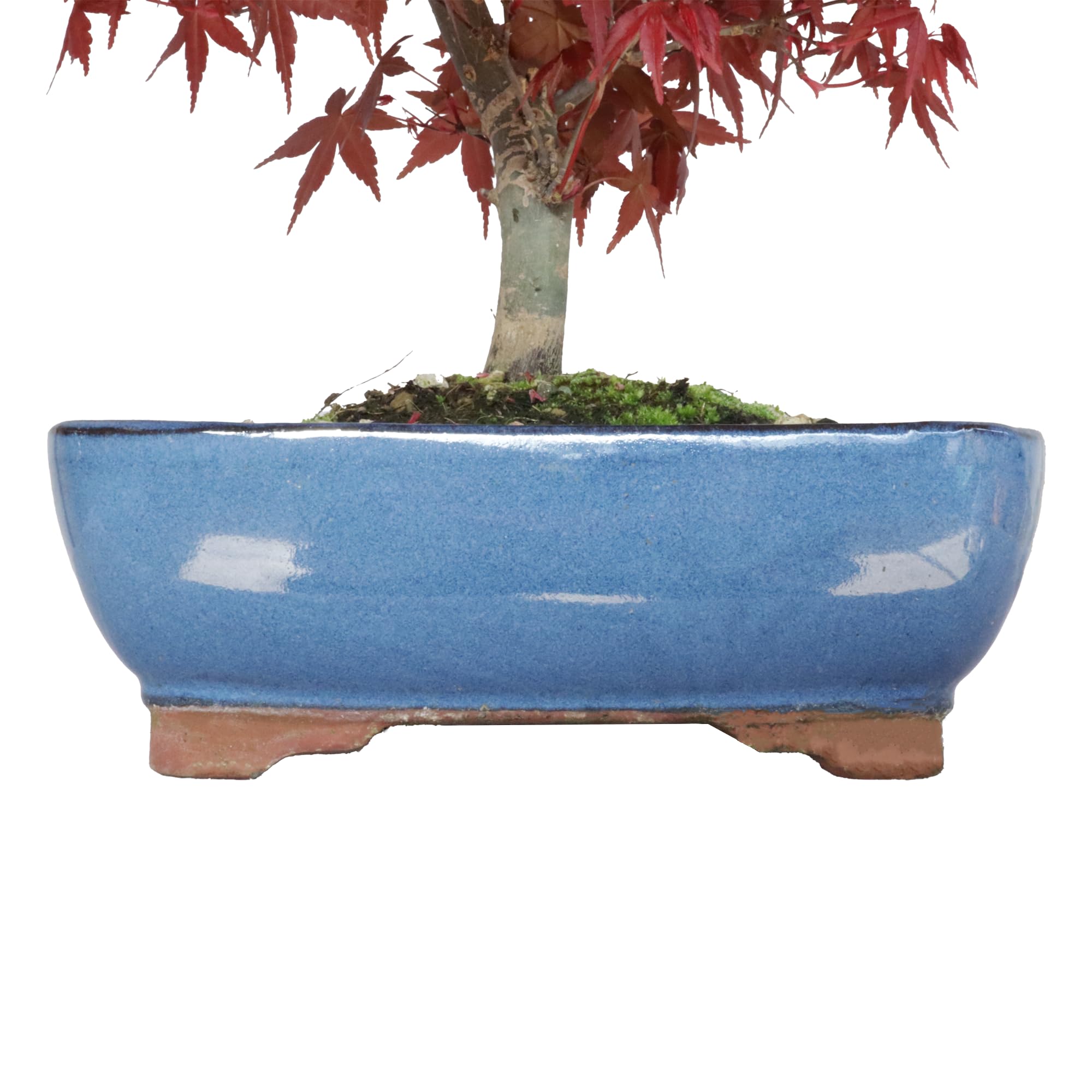 KENTIS  Original Japanischer Ahorn-Bonsai  Acer Palmatum Deshojo  echte  Outdoor-Pflanzen  Hergestellt in Japan  H 2535 cm Topf  21,5 cm :  Amazon.de: Garten