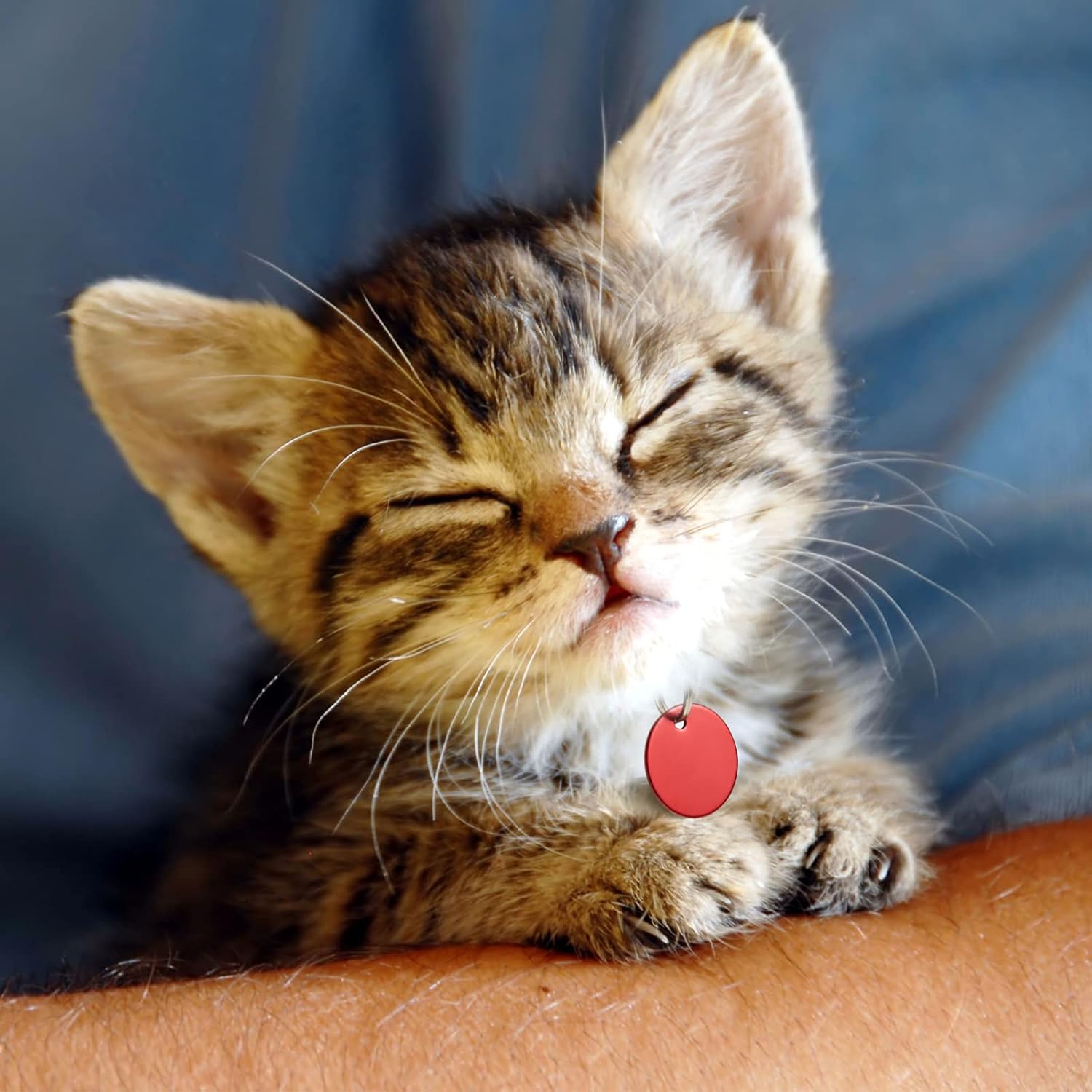 48 Pcs Blank Pet ID Tag Colorful Aluminum Dog Cat Badge Blank Round Heart Star Bone House Rectangle Tags with Ring Pet ID Badge Pendant with Hole for Dog Cat Name Phone Number, 6 Styles - Image 3