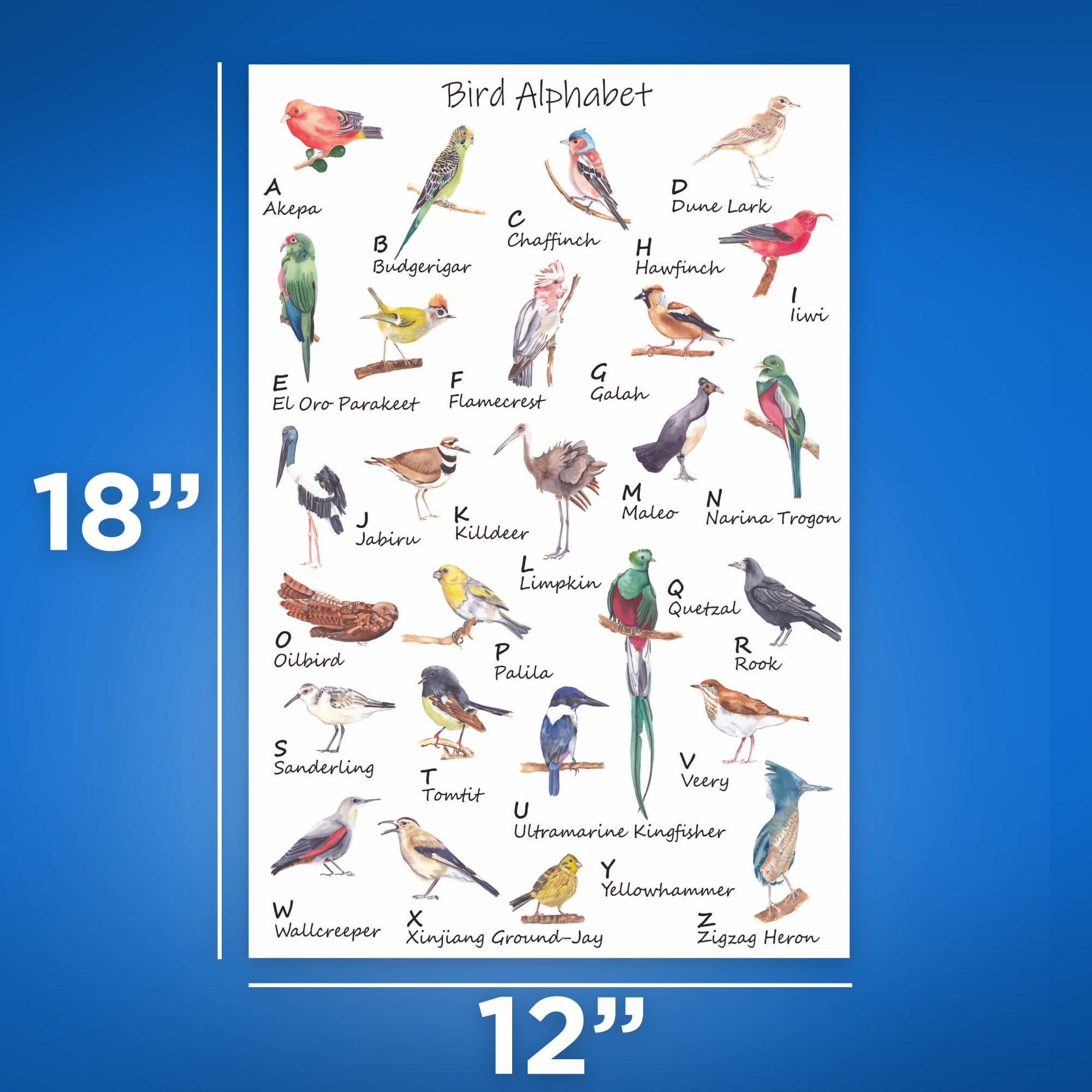 Amazon.com: Bliss Monkey Co. Bird Alphabet Poster - Bird Watcher