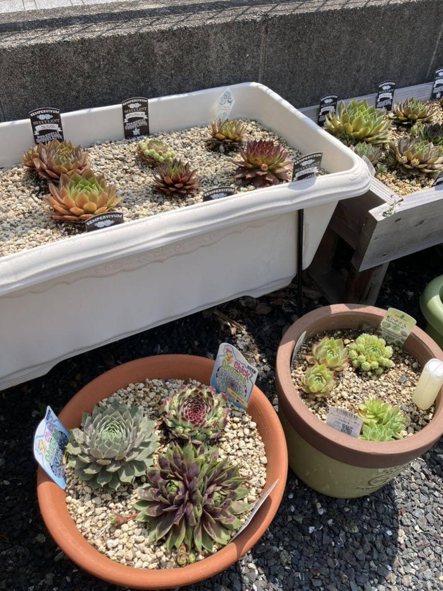 Amazon.co.jp: 多肉植物 センペルビウム 10種お名前付き : ホーム