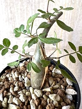 ブルセラ　ファガロイデス　塊根植物　コーデックス　谷口植物　パキプス　グラキリス ブルセラ ファガロイデス 塊根植物 グラキリス パキプス