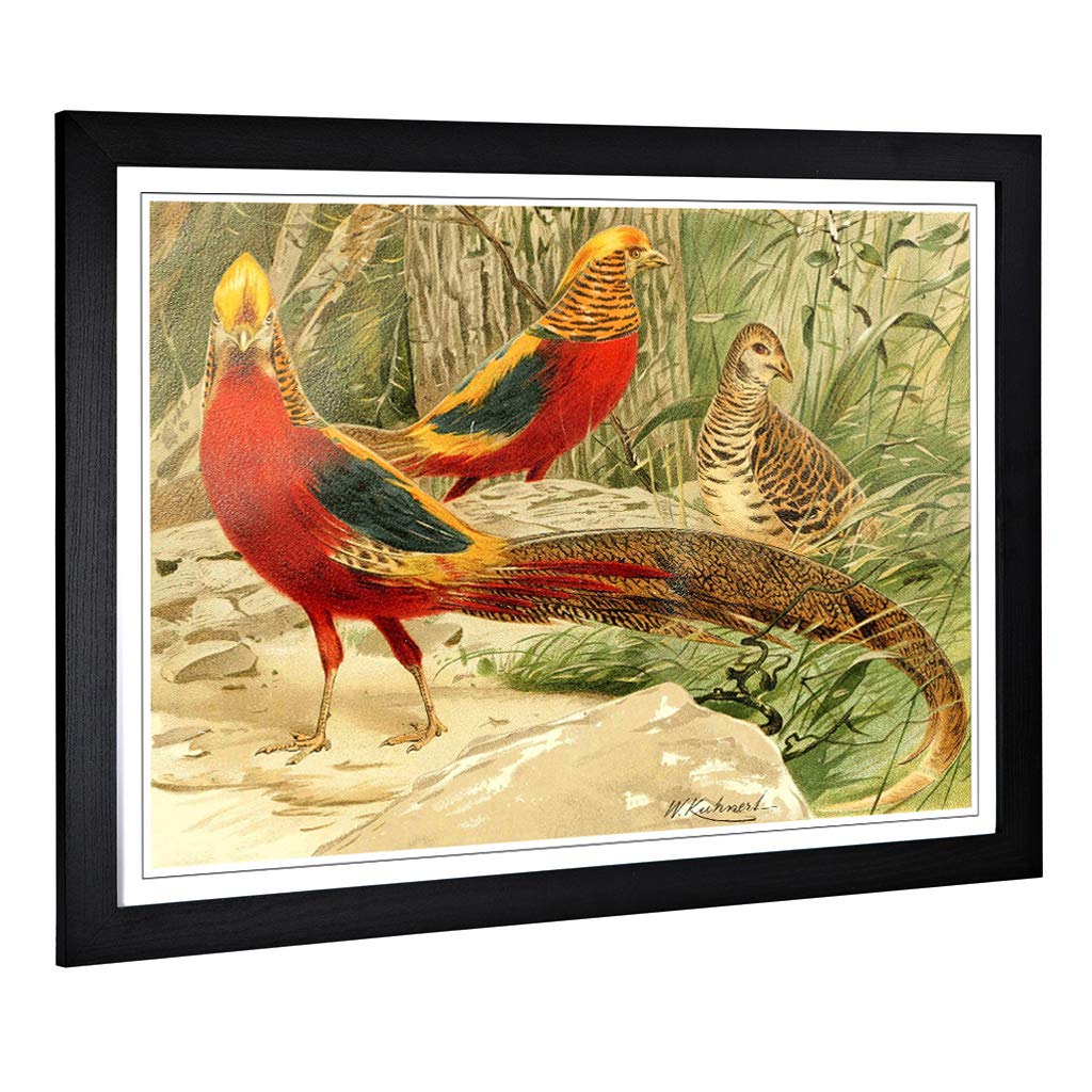 Big Box Art Framed Print of Vintage W Kuhnert Golden Pheasants Design | Wall Art Picture | Home Decor for Kitchen, Living Room, Bedroom, Hallway, Black, A2 / 24.5x18 Inch / 62x45cm