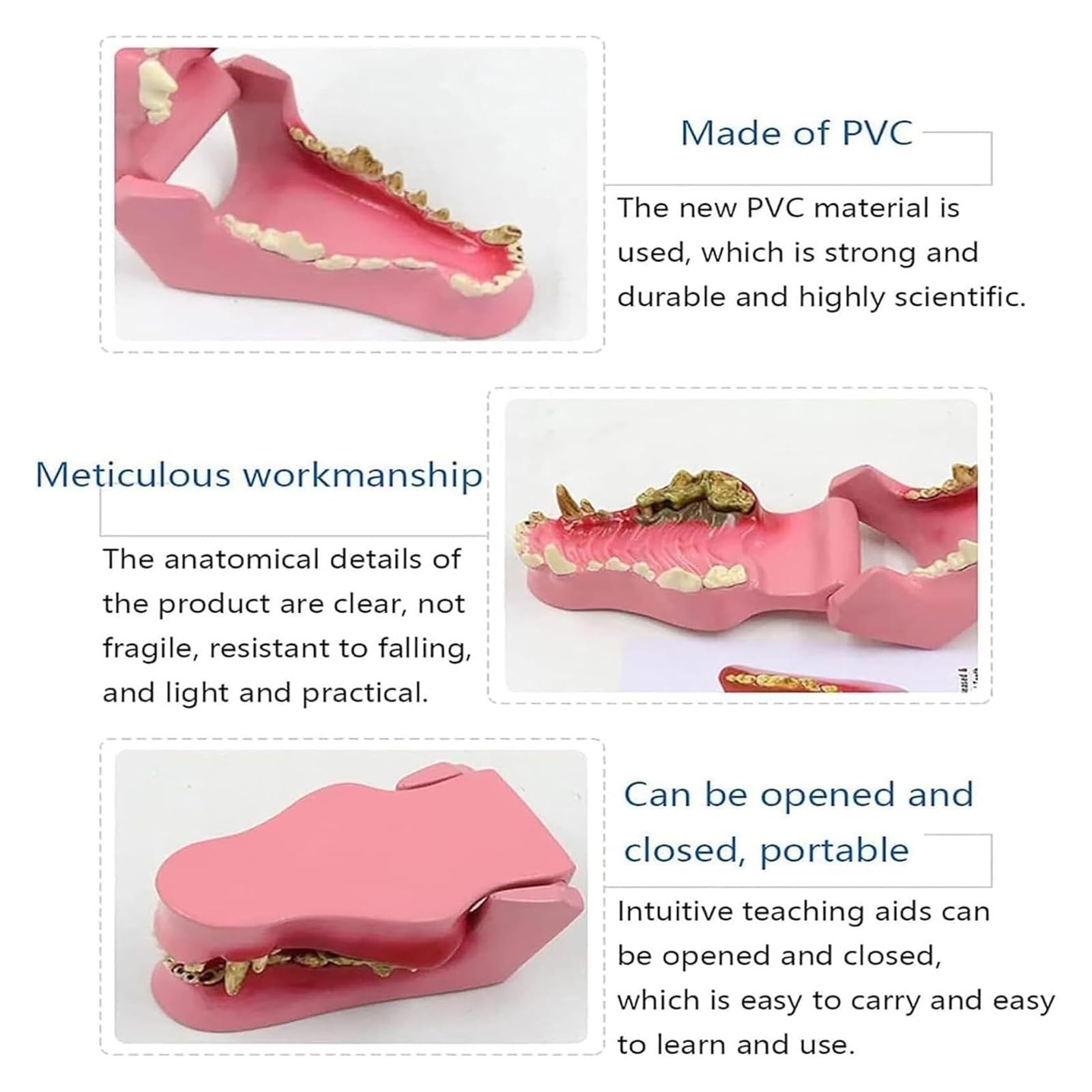 Modelo de dientes de perro enfermo, muestra dientes sanos y dañados, para el estudio de anatomía oral animal, para enseñanza veterinaria, demostración de clínica de mascotas