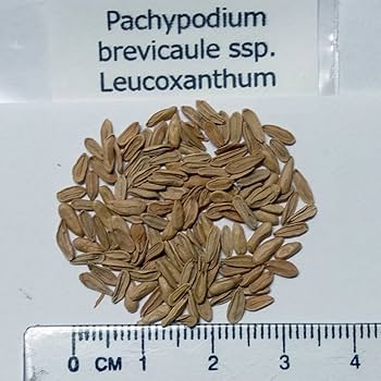 2月入荷 100粒+ パキポディウム ブレビカウレ 恵比寿笑 種子 種 証明書0 自家採種した超新鮮な パキポディウム 白花 恵比寿笑い の種子20