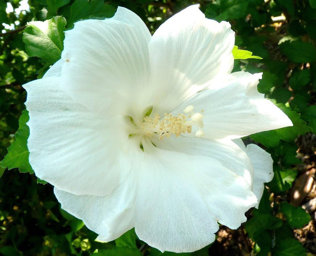 Diana Hardy Hibiscus - White Rose of Sharon - Live Plant Shipped 2 to 3 Feet Tall by DAS Farms