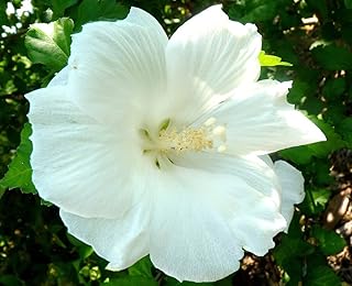 Diana Hardy Hibiscus Syriacus Plant - White Rose of Sharon Shrub Shipped 2 to 3 Feet Tall by DAS Farms (No California)