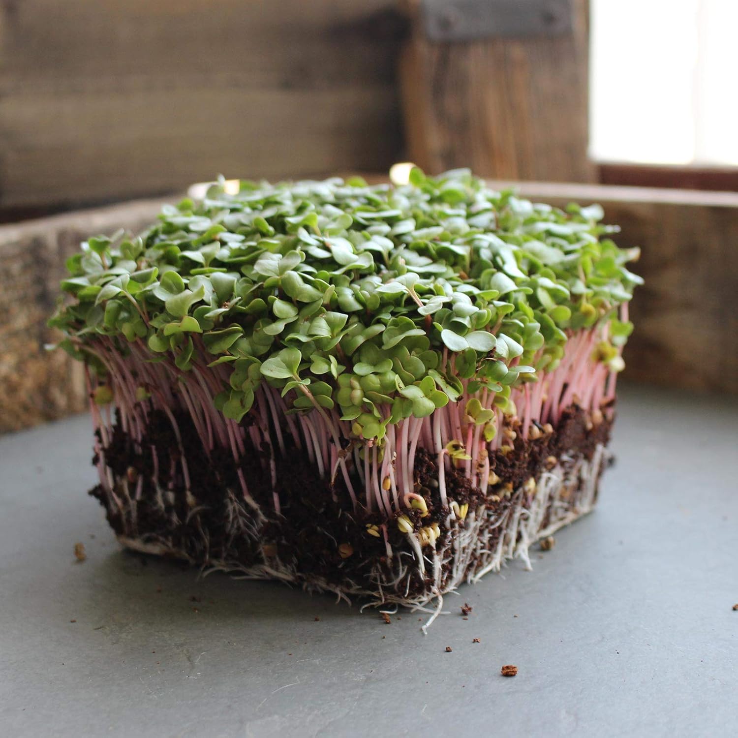 Radish Sprouting Seed - Red Arrow Variety - 5 Lb Bulk Seed - Heirloom Radish Sprouts - Non-GMO Sprouting and Micro Radishes