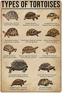 Amazon.com: Types Of Tortoises Metal Tin Signs Tortoises Knowledge ...