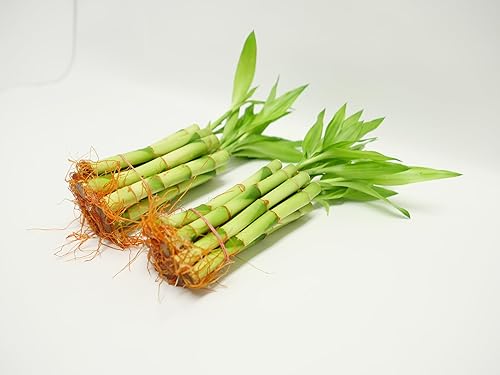 Miniatura 8 de Athena's Garden Tallos de bambú de la suerte con brote verde de 12 pulgadas, B-SS12