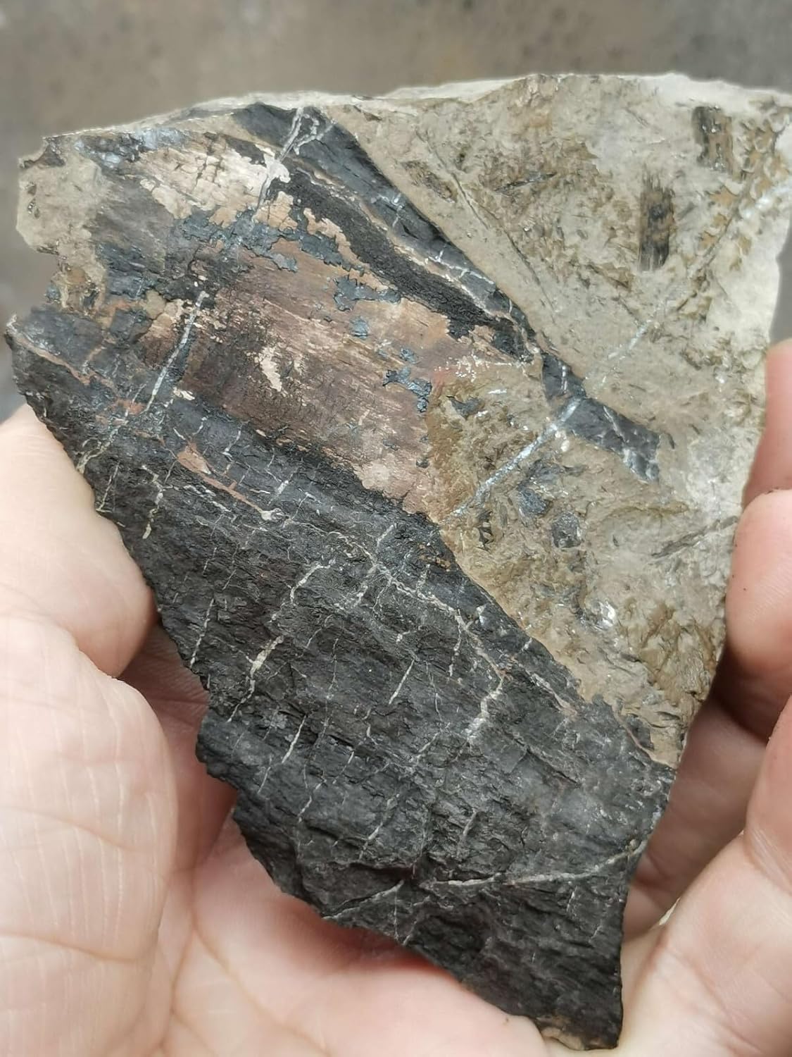 Jurassic Beautiful Leaf Plant Fossils from the Ice Age